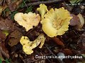 Cantharellus amesthysteus-amf839-1